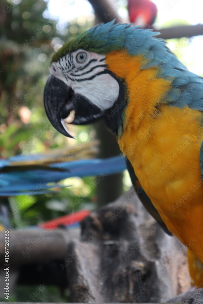 Obraz premium parrots of the carribbean