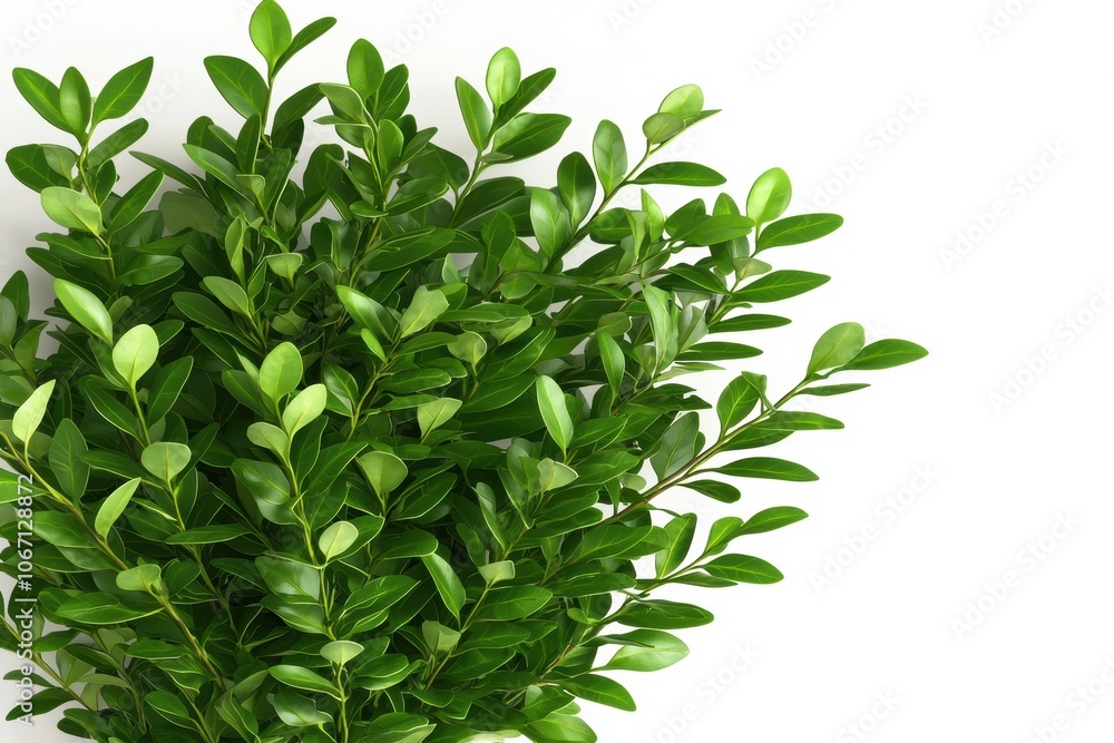 Vibrant Stylized 3D Seaweed Illustration for Design Use Vibrant Stylized 3D Seaweed Illustration for Design Use