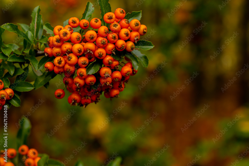 Yew berry. Taxus Yew Shrubs. Red berries on yew tree branch in the garden in autumn. Red rowan on tree branch, seasonal holidays. Nature bright autumnal harvest close-up Yew berry. Taxus Yew Shrubs. Red berries on yew tree branch in the garden in autumn. Red rowan on tree branch, seasonal holidays. Nature bright autumnal harvest close-up