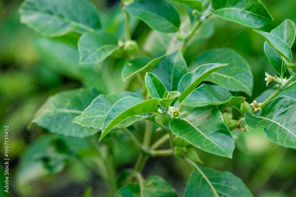 Ashwagandha green plants in the garden. Withania somnifera Leaves. Herb (ayurvedic) medicine plant Ashwagandha green plants in the garden. Withania somnifera Leaves. Herb (ayurvedic) medicine plant