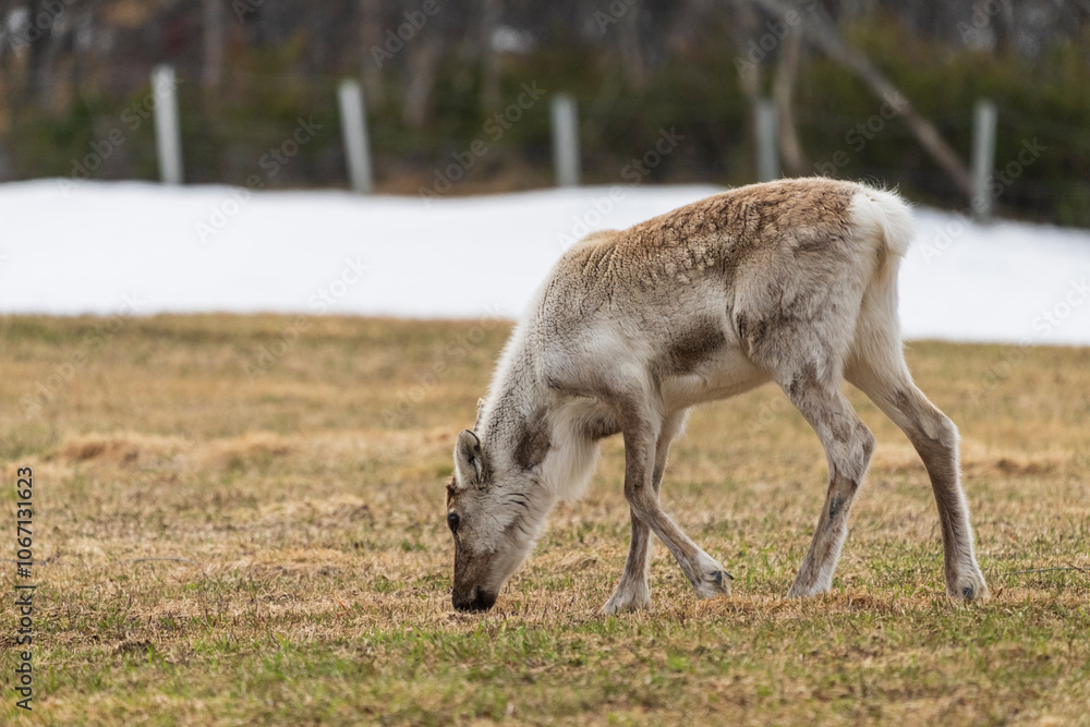 Fototapeta premium Reindeer (Rangifer tarandus)
