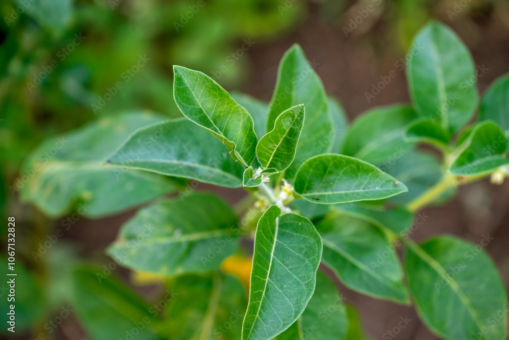 Ashwagandha green plants in the garden. Withania somnifera Leaves. Herb (ayurvedic) medicine plant Ashwagandha green plants in the garden. Withania somnifera Leaves. Herb (ayurvedic) medicine plant
