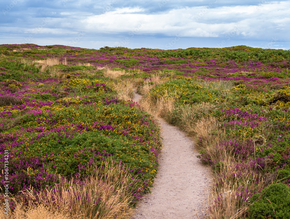 A scenic path winds through a vibrant heathland of Cap Frehel in Brittany with purple and yellow wildflowers under a cloudy sky. A scenic path winds through a vibrant heathland of Cap Frehel in Brittany with purple and yellow wildflowers under a cloudy sky.
