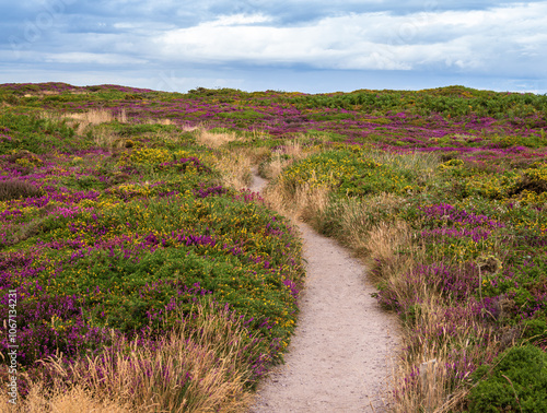 Photography A scenic path winds through a vibrant heathland of Cap Frehel in Brittany with purple and yellow wildflowers under a cloudy sky