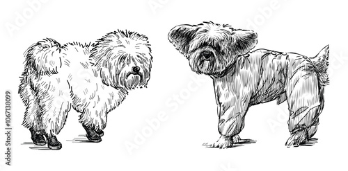 Sketches of two cute funny lap dogs standing outdoors, realistic hand drawing, vector illustration