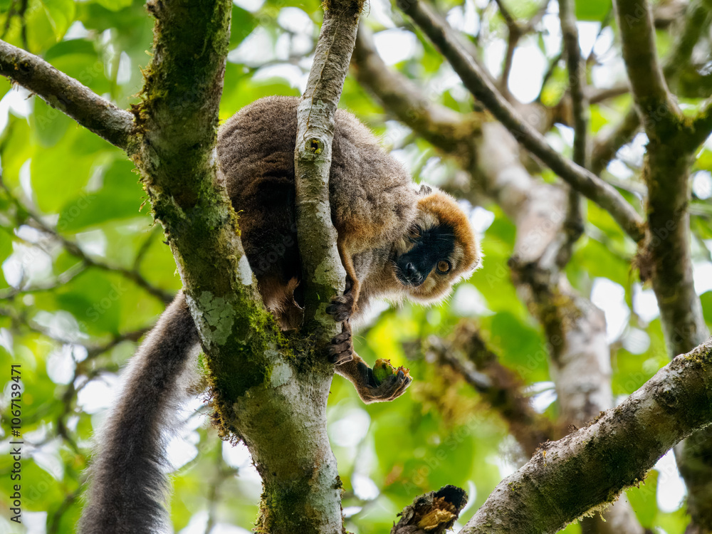 Fototapeta premium Rotstirnmaki