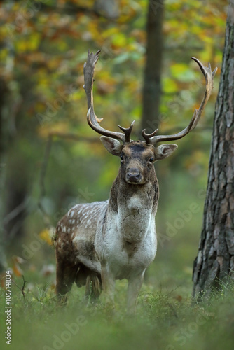 Fototapeta Naklejka Na Ścianę i Meble -  Daniel zwyczajny (Dama dama)
