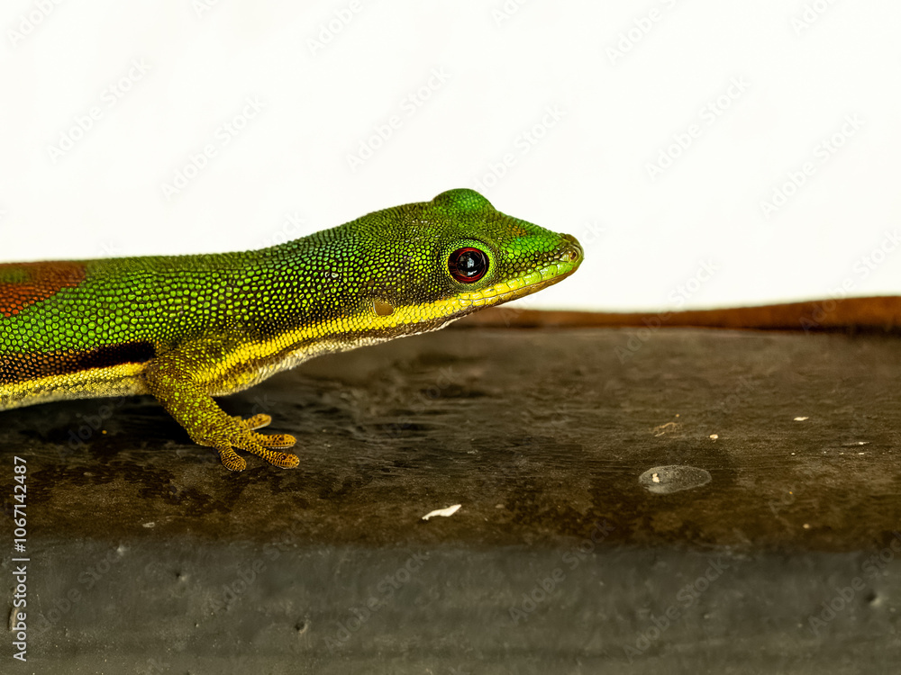 Fototapeta premium Gekko