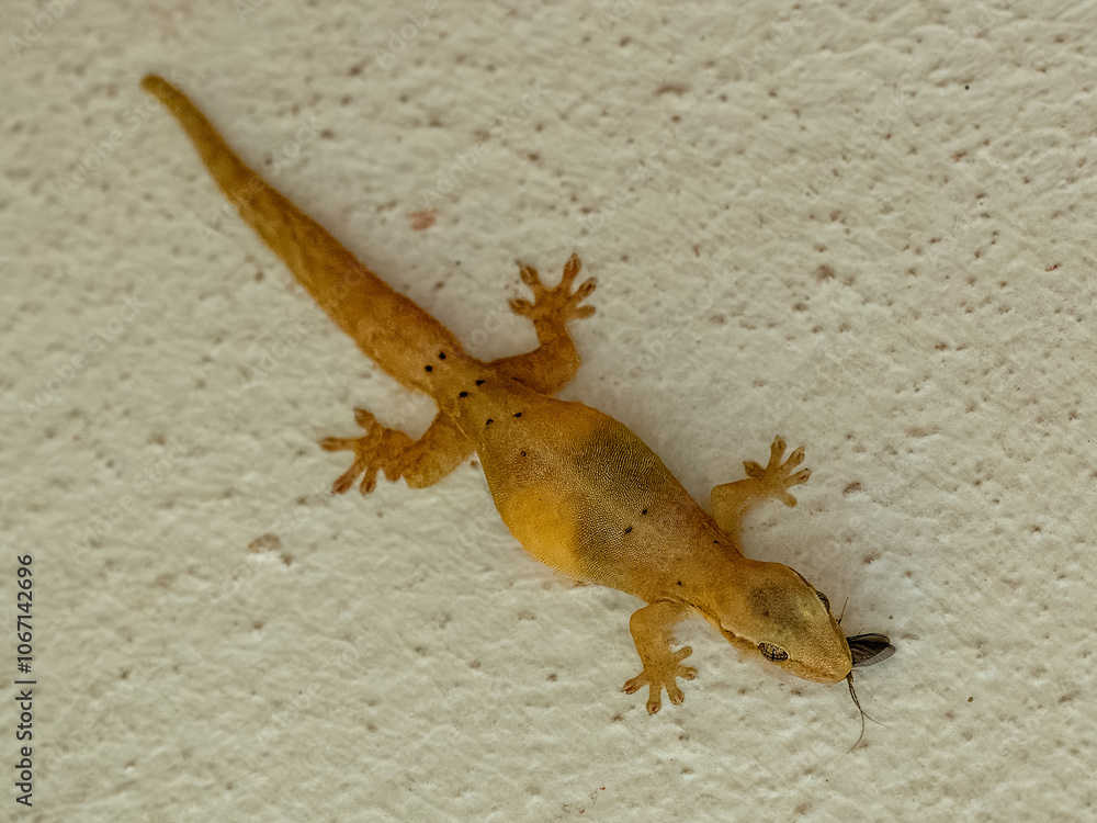 Naklejka premium Gekko