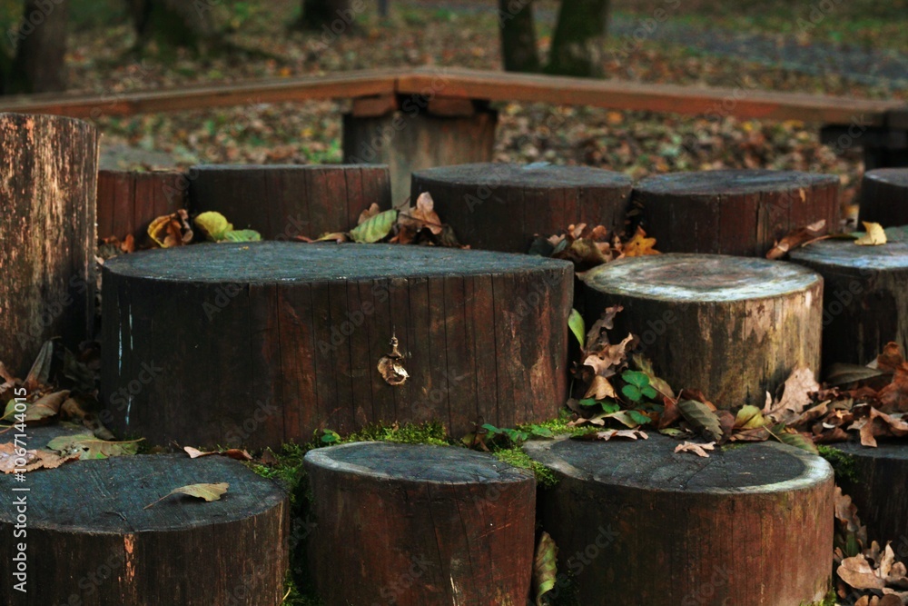 Logs of trees in the autumn forest Logs of trees in the autumn forest