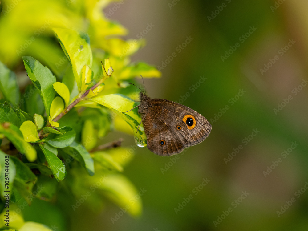 Schmetterling Schmetterling