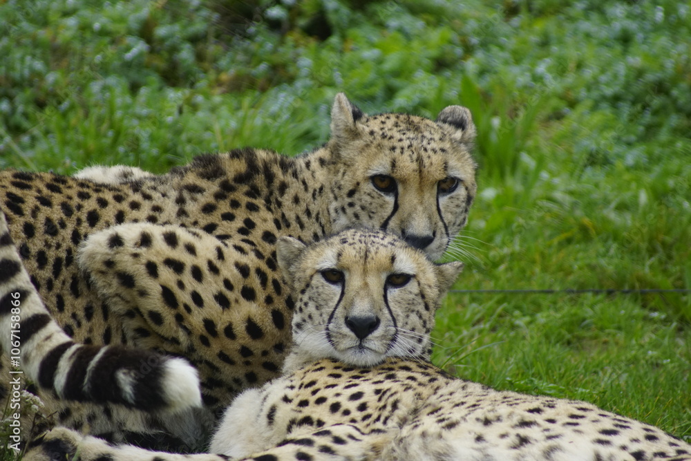 Obraz premium Les guépards