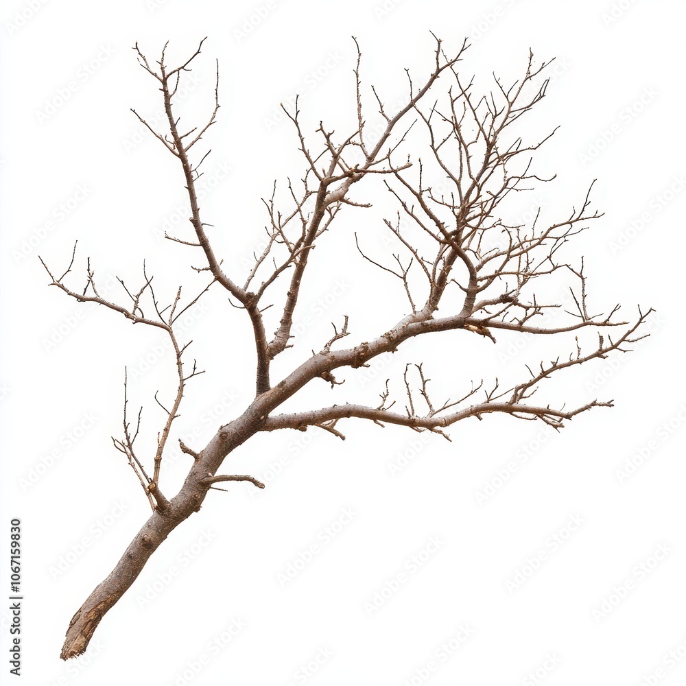 A bare tree branch, minimalistic design, no leaves, rough brown texture, isolated on white background A bare tree branch, minimalistic design, no leaves, rough brown texture, isolated on white background