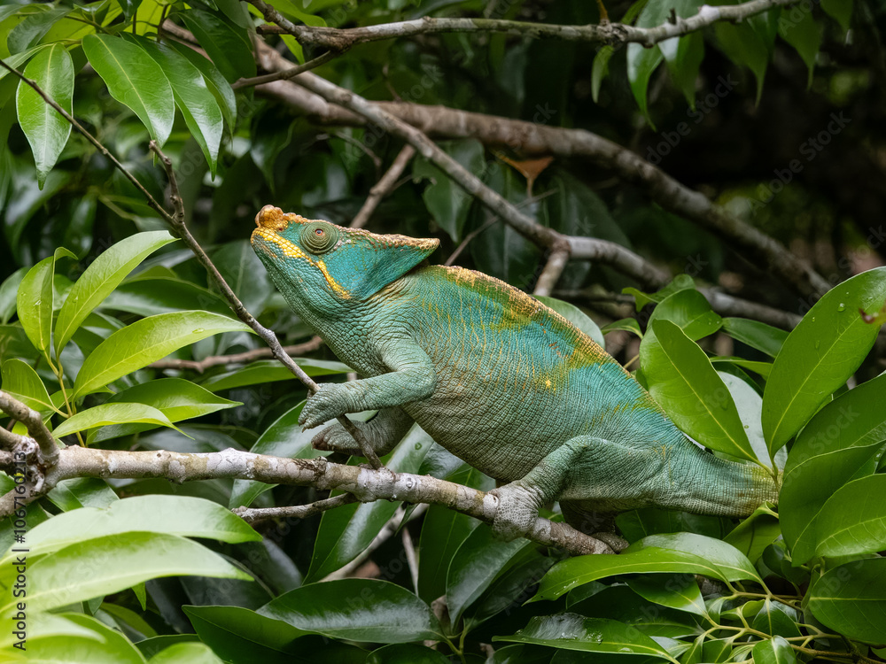 Obraz premium Chamäleon