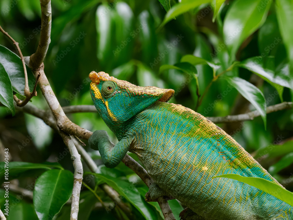 Obraz premium Chamäleon