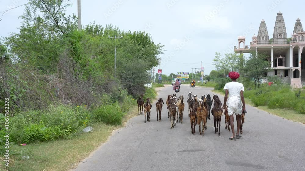 An indian village shipyard controlling goats group in Rajasthan An indian village shipyard controlling goats group in Rajasthan