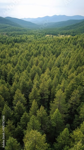 Aerial view of a tall evergreen tree surrounded by a dense forest in the morning light