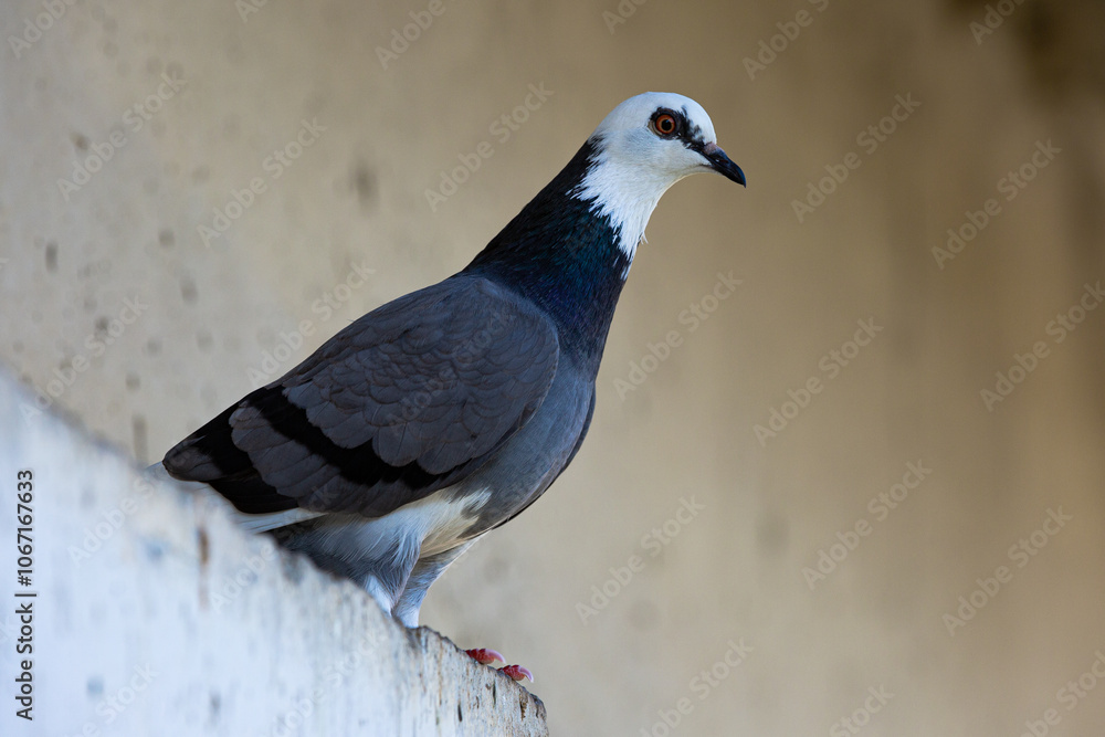 Fototapeta premium pigeon - unusual color on thr street