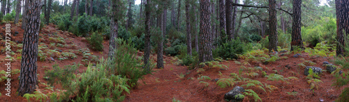 Kanarischer Kiefern-Wald (Pinus canariensis) auf der Insel La Palma, Kanaren, Spanien, Panorama 