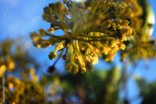 Golden Chain flowers gently begin