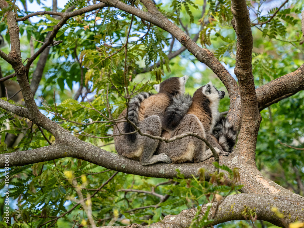 Fototapeta premium Katta