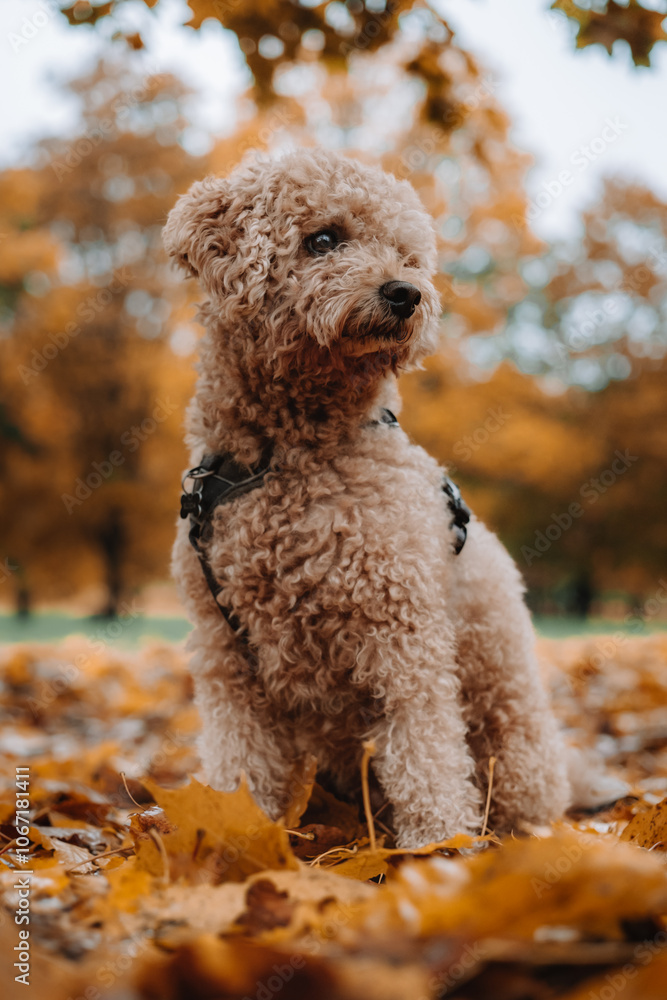 A maltipoo dog in the park during the fall A maltipoo dog in the park during the fall