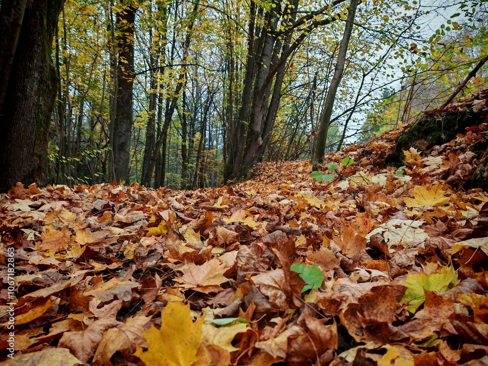autumn leaves in the forest autumn leaves in the forest