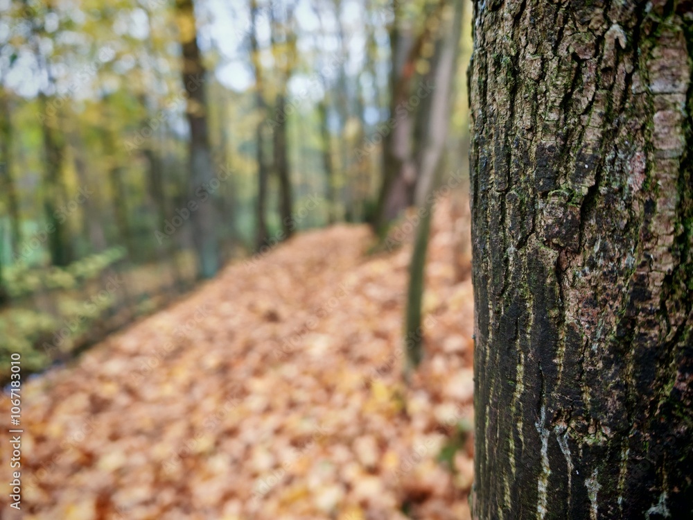autumn in the forest autumn in the forest