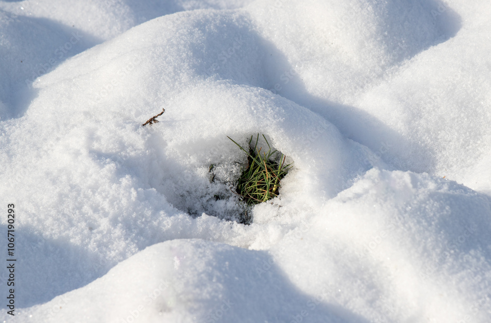 A small green plant is growing in the snow A small green plant is growing in the snow