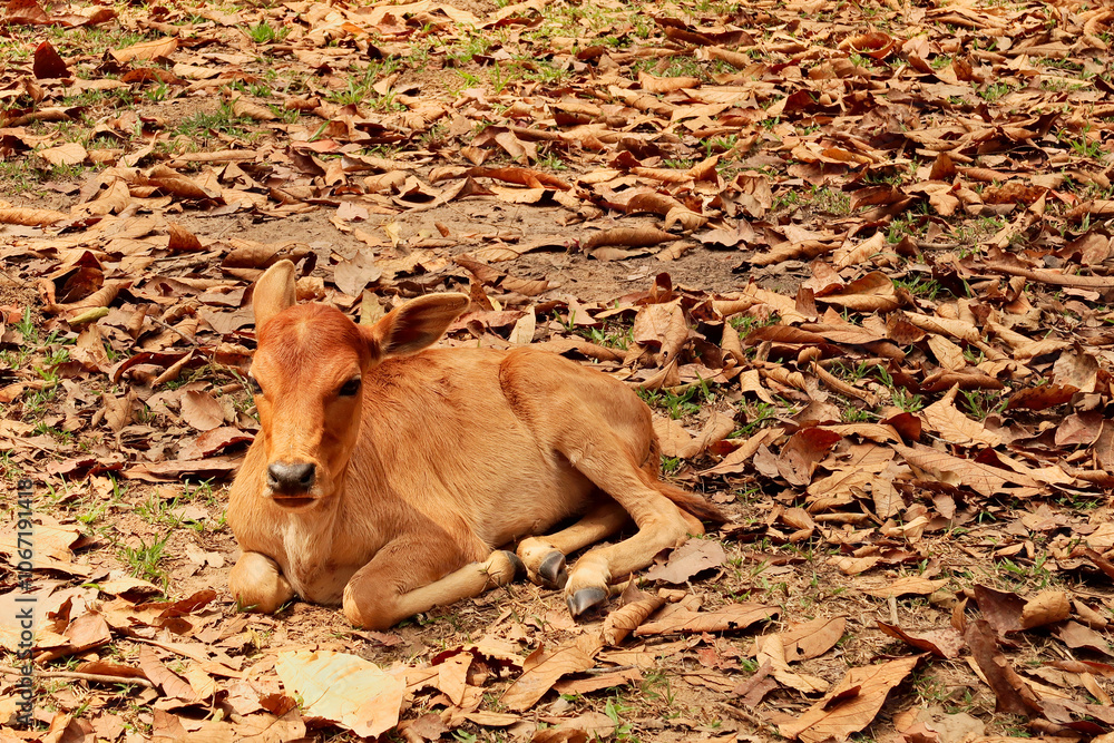Fototapeta premium A baby cow, calf is resting on fallen leaves, foliage near the camp on the other side of Kong Lor Cave, a tourist attraction on the Thakhek Motorbike Loop, Laos
