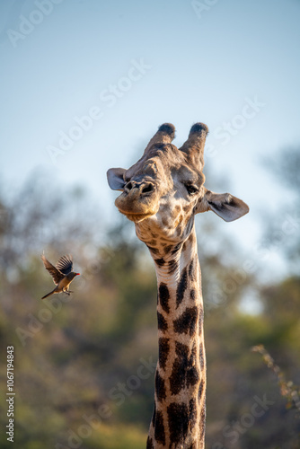Photography Giraffe with a Bird