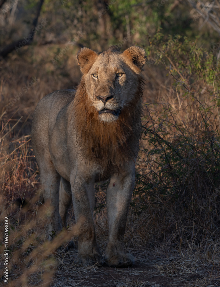 Fototapeta premium Male lion