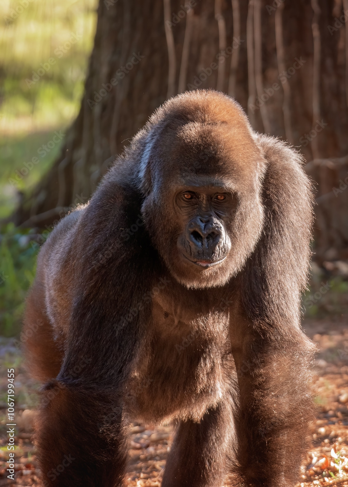 Obraz premium Adult Gorilla in Outdoor Habitat