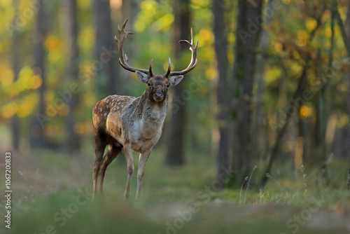 Fototapeta Naklejka Na Ścianę i Meble -  Daniel zwyczajny (Dama dama)