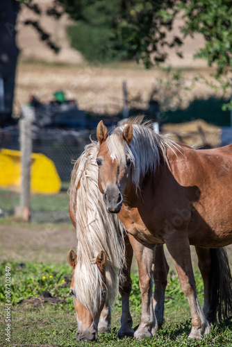 Obraz na płótnie Zwei Haflinger Pferde auf einer Koppel auf dem Land w salonie