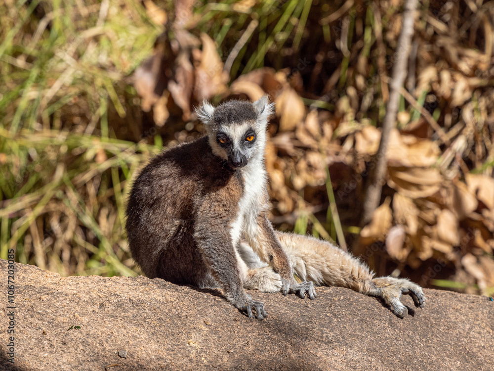 Fototapeta premium Katta