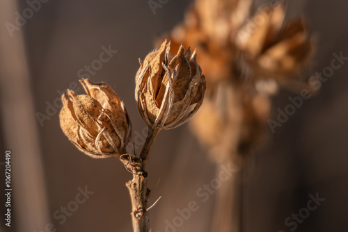 Rose of Sharon winter seed pod photo