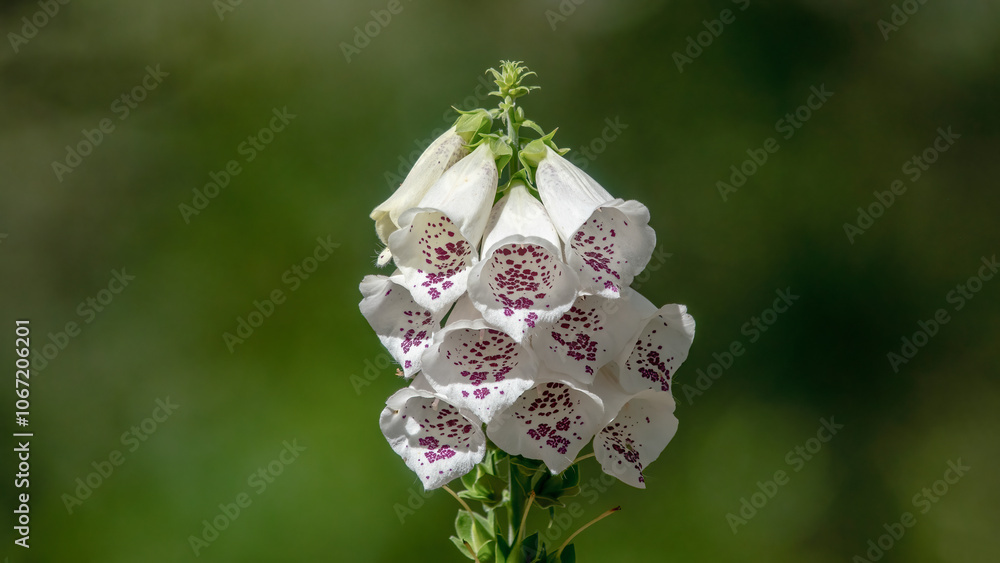 Common Foxglove .Close up of Digitalis purpurea Snow Thimble