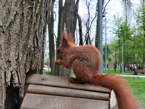 Red squirrel with nut in the paws