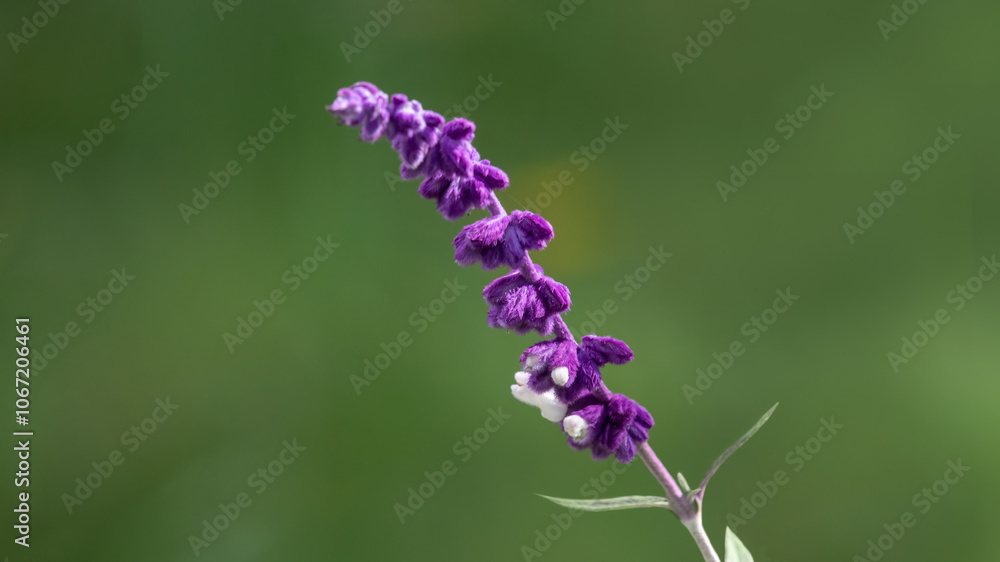 Violet flower of Mexican shrub sage