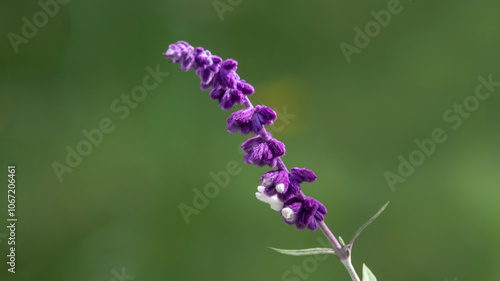 Obraz na płótnie Violet flower of Mexican shrub sage w salonie