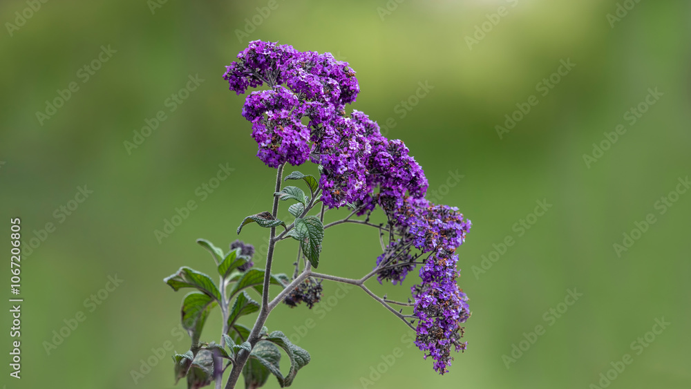 Vanilla flower, Purple, Flower image. ( Heliotropium arborescens L. )
