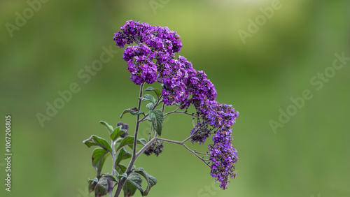 Vanilla flower, Purple, Flower image. ( Heliotropium arborescens L. )