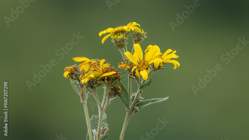 Arnica montana is a medicinal plant in Europa photo