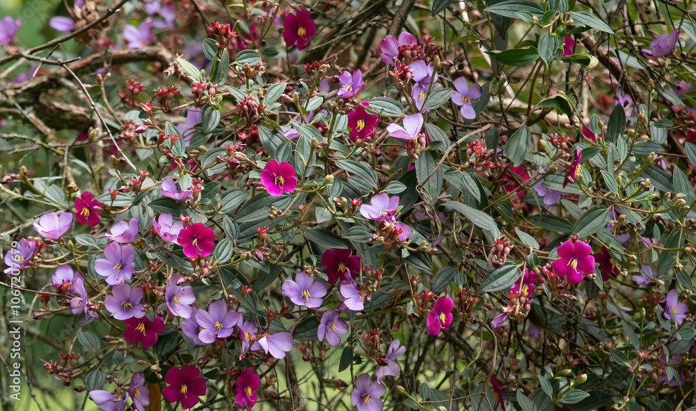 Tibouchina lepidota plant (Sietecueros) in different colors