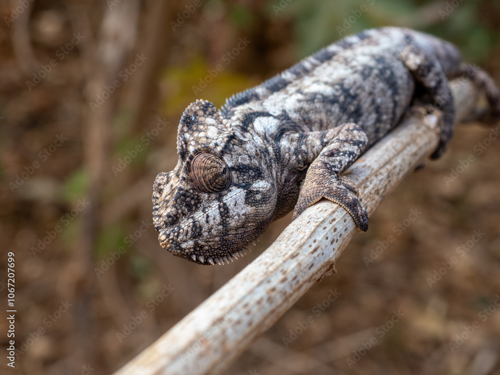 Fototapeta premium Chamäleon
