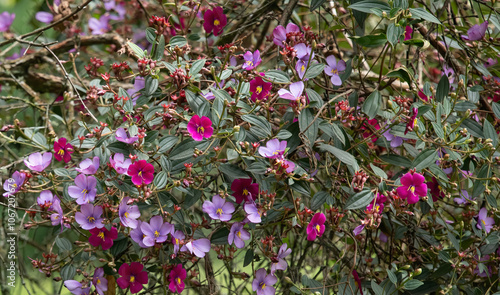 Obraz na płótnie Tibouchina lepidota plant (Sietecueros) in different colors w salonie