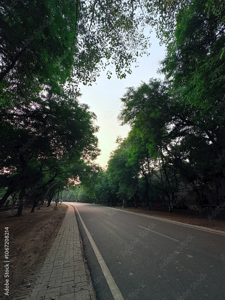 Serene road with lush trees at dusk. Serene road with lush trees at dusk.