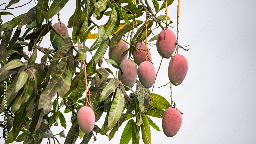 close up of mango fruit on a mango tree
