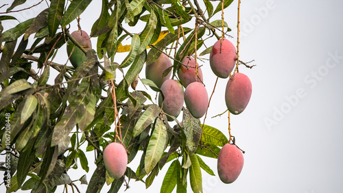 Obraz na płótnie close up of mango fruit on a mango tree w salonie